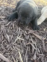 Lucy, a female Labrador Retriever for sale in Taylor Ridge, IL – Photo 1 of 3