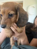 daisy, a female Miniature Dachshund for sale in Taylor Ridge, IL – 1 of 3