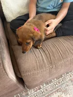 daisy, a female Miniature Dachshund for sale in Taylor Ridge, IL – 2 of 3