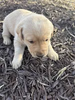 Timmy , a male Labrador Retriever for sale in Taylor Ridge, IL – Photo 1 of 3
