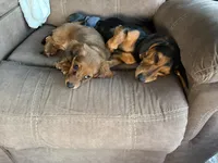 daisy, a female Miniature Dachshund for sale in Taylor Ridge, IL – 3 of 3