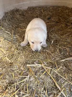 Jonathon, a male Labrador Retriever for sale in Taylor Ridge, IL – Photo 1 of 3