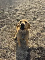 Jonathon, a male Labrador Retriever for sale in Taylor Ridge, IL – Photo 2 of 3