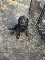 Alice, a female Labrador Retriever for sale in Taylor Ridge, IL – Photo 4 of 4