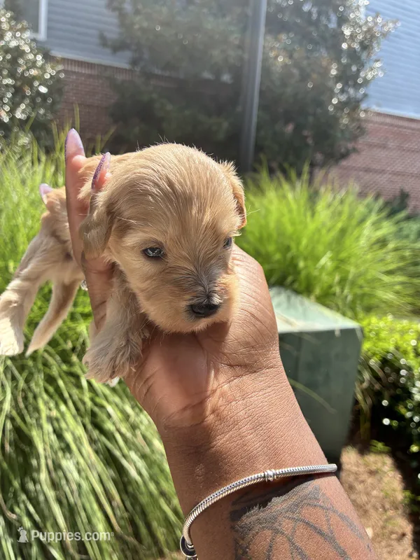 Chesnut – Miniature Schnauzer puppy for sale in Atlanta, GA