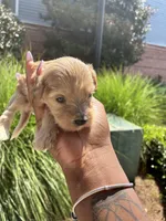 Chesnut, a male Miniature Schnauzer for sale in Atlanta, GA – 1 of 5