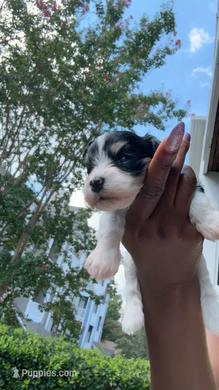 Oreo – Miniature Schnauzer, Cavapoo puppy for sale in Atlanta, GA