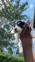 Oreo, a female Miniature Schnauzer and Cavapoo for sale in Atlanta, GA – 1 of 4