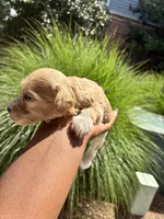 Chesnut, a male Miniature Schnauzer for sale in Atlanta, GA – 5 of 5