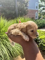 Chesnut, a male Miniature Schnauzer for sale in Atlanta, GA – 3 of 5