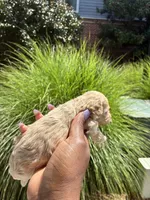 Peanut, a female Miniature Schnauzer for sale in Atlanta, GA – 5 of 5