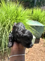 Midnight, a female Miniature Schnauzer for sale in Atlanta, GA – 4 of 5