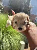 Peanut, a female Miniature Schnauzer for sale in Atlanta, GA – 3 of 5
