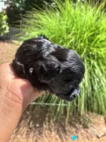 Midnight, a female Miniature Schnauzer for sale in Atlanta, GA – 2 of 5