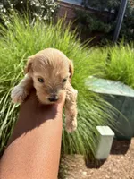 Chesnut, a male Miniature Schnauzer for sale in Atlanta, GA – 4 of 5