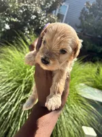 Chesnut, a male Miniature Schnauzer for sale in Atlanta, GA – 2 of 5
