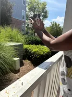 Oreo, a female Miniature Schnauzer and Cavapoo for sale in Atlanta, GA – 3 of 4