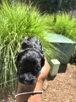 Midnight, a female Miniature Schnauzer for sale in Atlanta, GA – 3 of 5