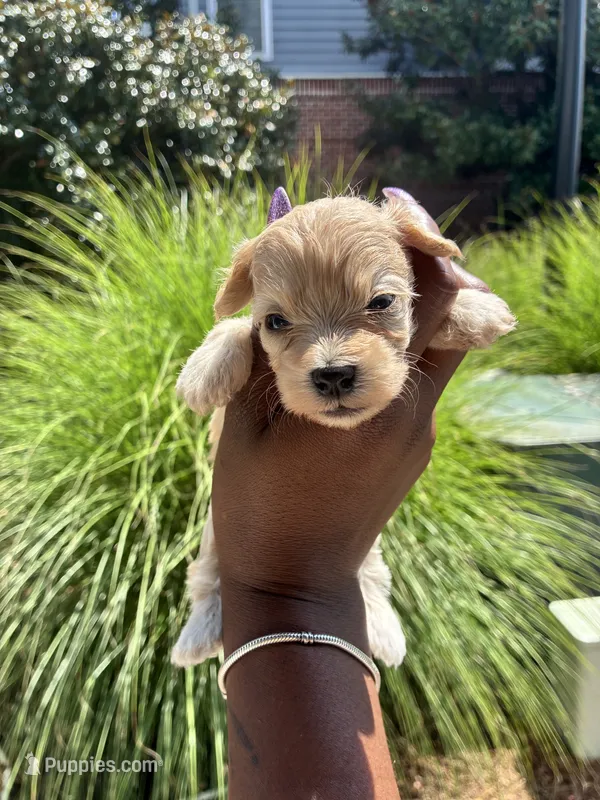 Peanut – Miniature Schnauzer puppy for sale in Atlanta, GA