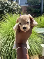 Peanut, a female Miniature Schnauzer for sale in Atlanta, GA – 1 of 5