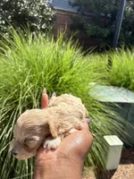 Peanut, a female Miniature Schnauzer for sale in Atlanta, GA – 2 of 5