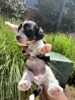 Oreo, a female Miniature Schnauzer and Cavapoo for sale in Atlanta, GA – 4 of 4