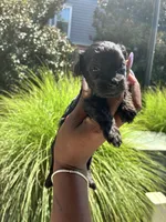 Midnight, a female Miniature Schnauzer for sale in Atlanta, GA – 5 of 5
