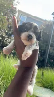 Oreo, a female Miniature Schnauzer and Cavapoo for sale in Atlanta, GA – 2 of 4