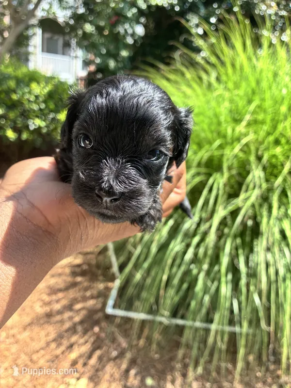 Midnight – Miniature Schnauzer puppy for sale in Atlanta, GA