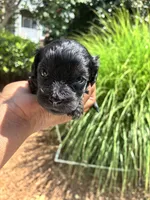 Midnight, a female Miniature Schnauzer for sale in Atlanta, GA – 1 of 5