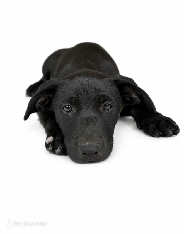 Missy – Labrador Retriever, Chihuahua puppy for sale in Underwood, IN