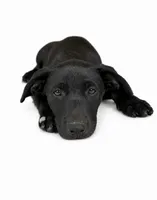 Missy, a female Labrador Retriever and Chihuahua for sale in Underwood, IN – 1 of 2