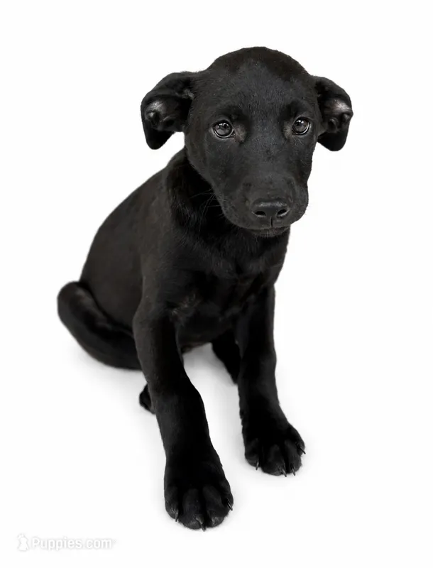 Oakley – Labrador Retriever, Chihuahua puppy for sale in Underwood, IN