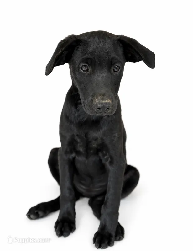 Winston – Labrador Retriever, Chihuahua puppy for sale in Underwood, IN