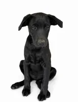 Winston, a male Labrador Retriever and Chihuahua for sale in Underwood, IN – 1 of 2
