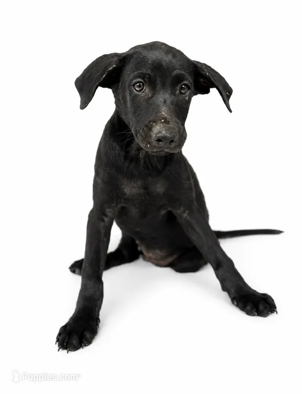Dunkin – Labrador Retriever, Chihuahua puppy for sale in Underwood, IN