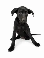 Dunkin, a male Labrador Retriever and Chihuahua for sale in Underwood, IN – 1 of 2