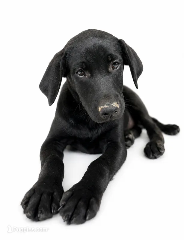 Finn – Labrador Retriever, Chihuahua puppy for sale in Underwood, IN