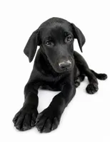 Finn, a male Labrador Retriever and Chihuahua for sale in Underwood, IN – 1 of 2
