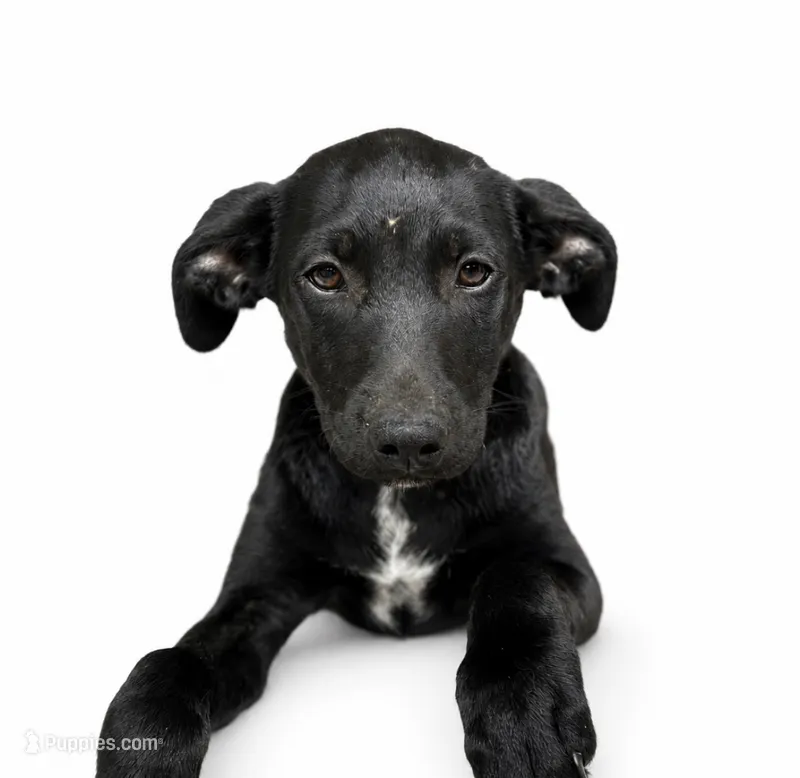 Willow  – Labrador Retriever, Chihuahua puppy for sale in Underwood, IN