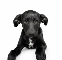 Willow , a female Labrador Retriever and Chihuahua for sale in Underwood, IN – 1 of 2