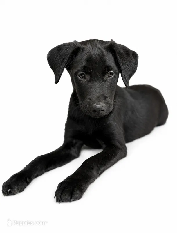 Luna – Labrador Retriever, Chihuahua puppy for sale in Underwood, IN