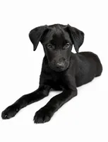 Luna, a female Labrador Retriever and Chihuahua for sale in Underwood, IN – 1 of 2