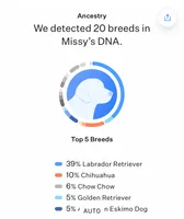 Luna, a female Labrador Retriever and Chihuahua for sale in Underwood, IN – 2 of 2