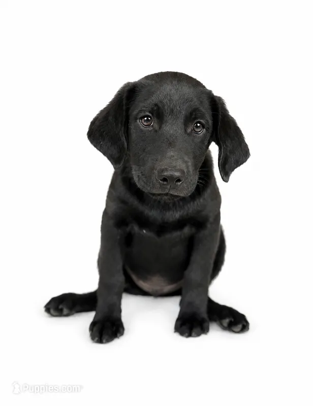 Banks – Labrador Retriever, Chihuahua puppy for sale in Underwood, IN