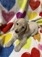 Golden Va, a male Miniature Dachshund for sale in Rocky Mount, VA – 4 of 6
