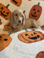 Lilly Va, a female Miniature Dachshund for sale in Rocky Mount, VA – 6 of 7