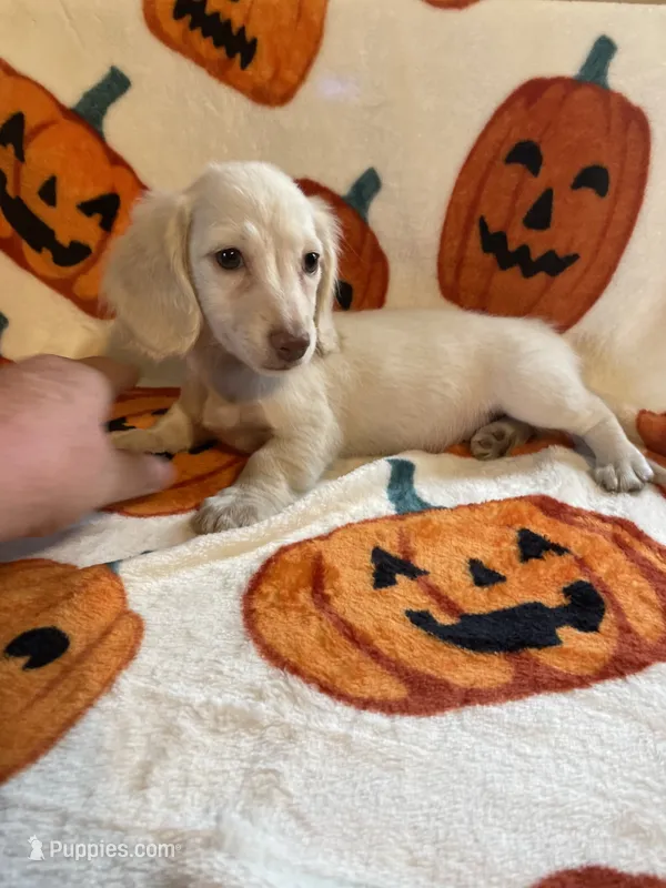 Cream Female Va – Miniature Dachshund puppy for sale in Rocky Mount, VA