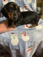 King Va, a male Miniature Dachshund for sale in Rocky Mount, VA – 6 of 7