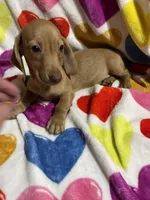 Ladybug Va, a female Miniature Dachshund for sale in Rocky Mount, VA – 4 of 4